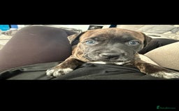 Staffordshire Bull Terrier dogs for sale: Female blue brindle staff pup - Image 7