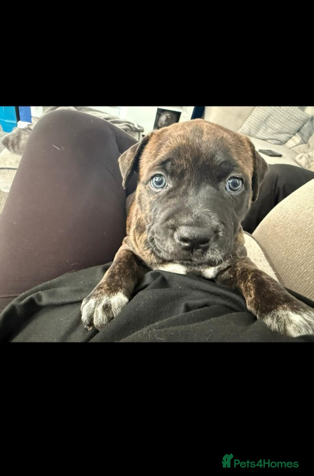 Staffordshire Bull Terrier dogs for sale: Female blue brindle staff pup - Image 7