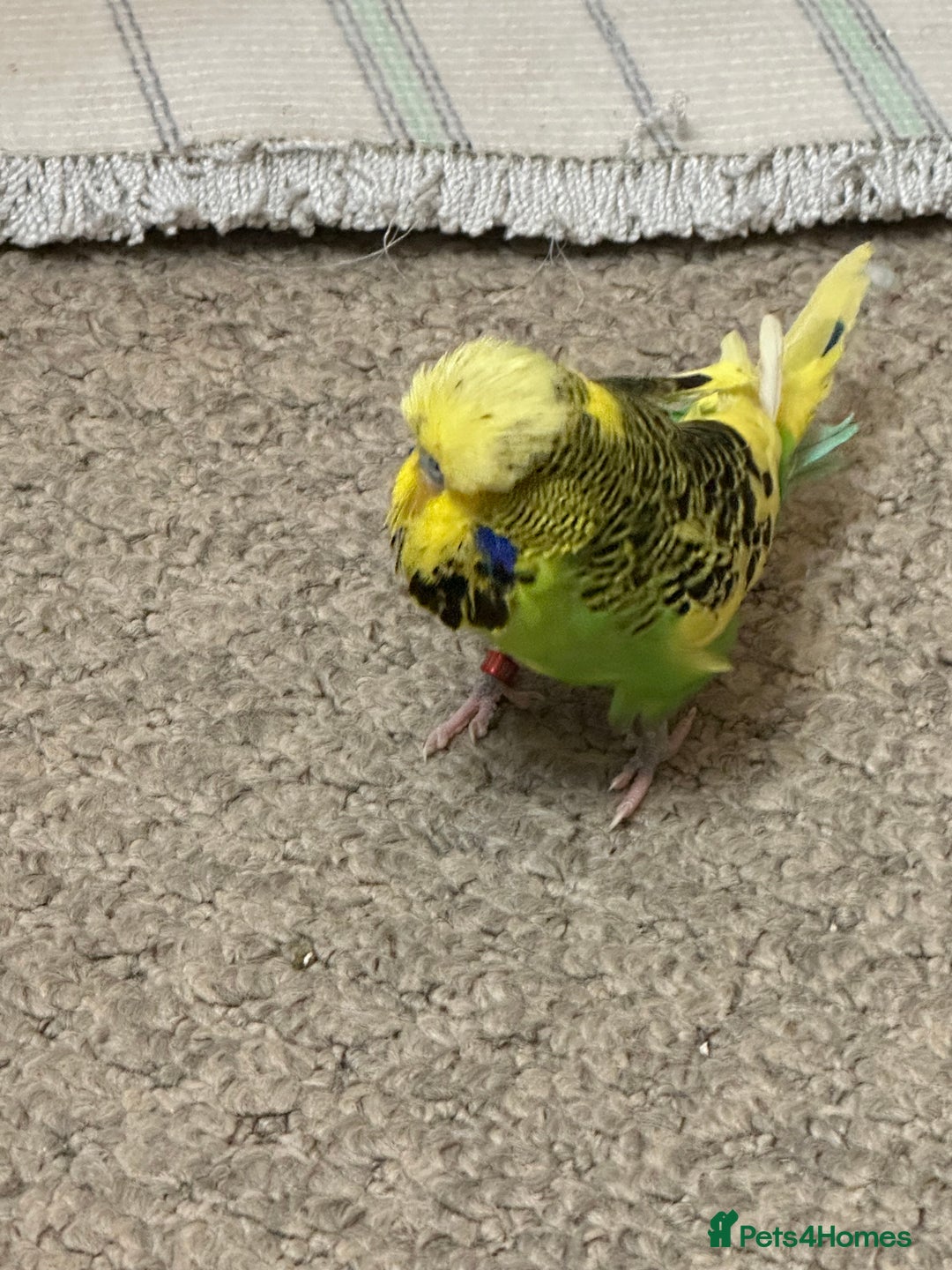 Budgerigars birds for sale: Budgies 2 male and 1 female  - Advert 2