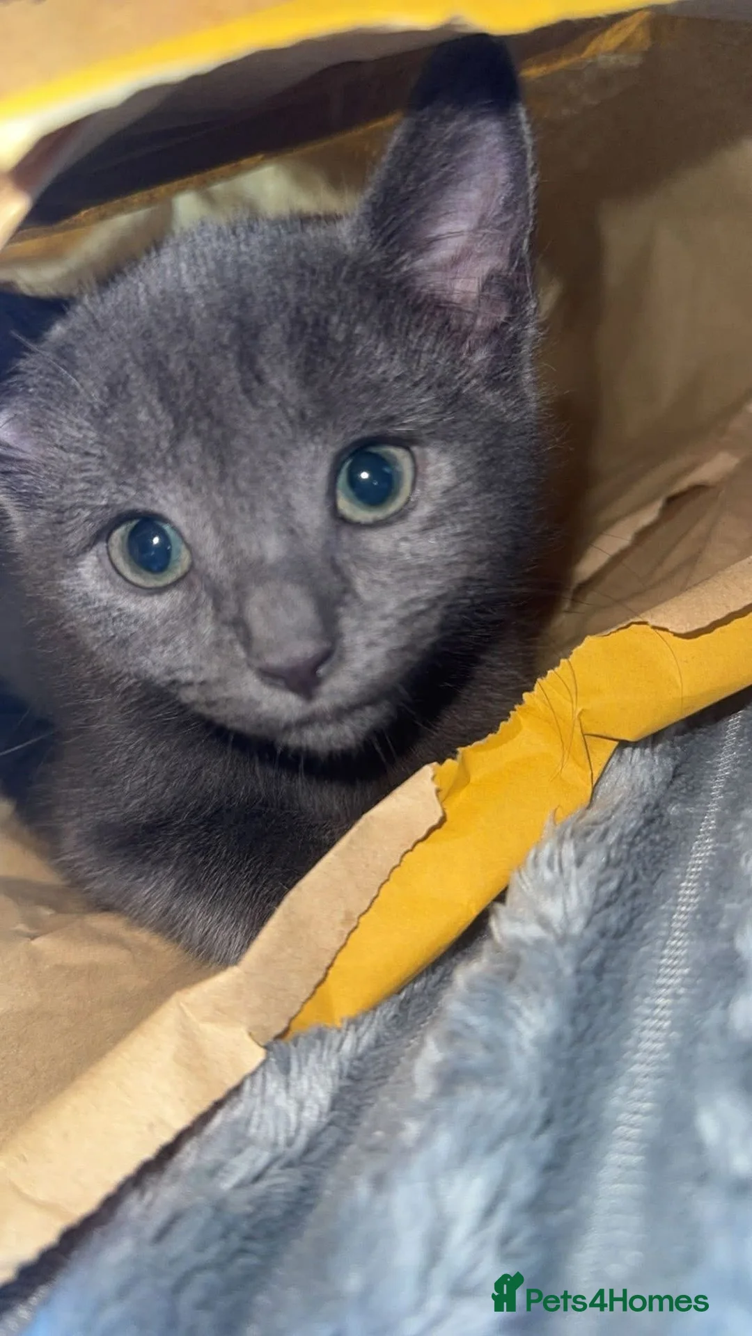 Mixed Breed cats for sale: Half British short hair kittens in Walsall - Advert 5