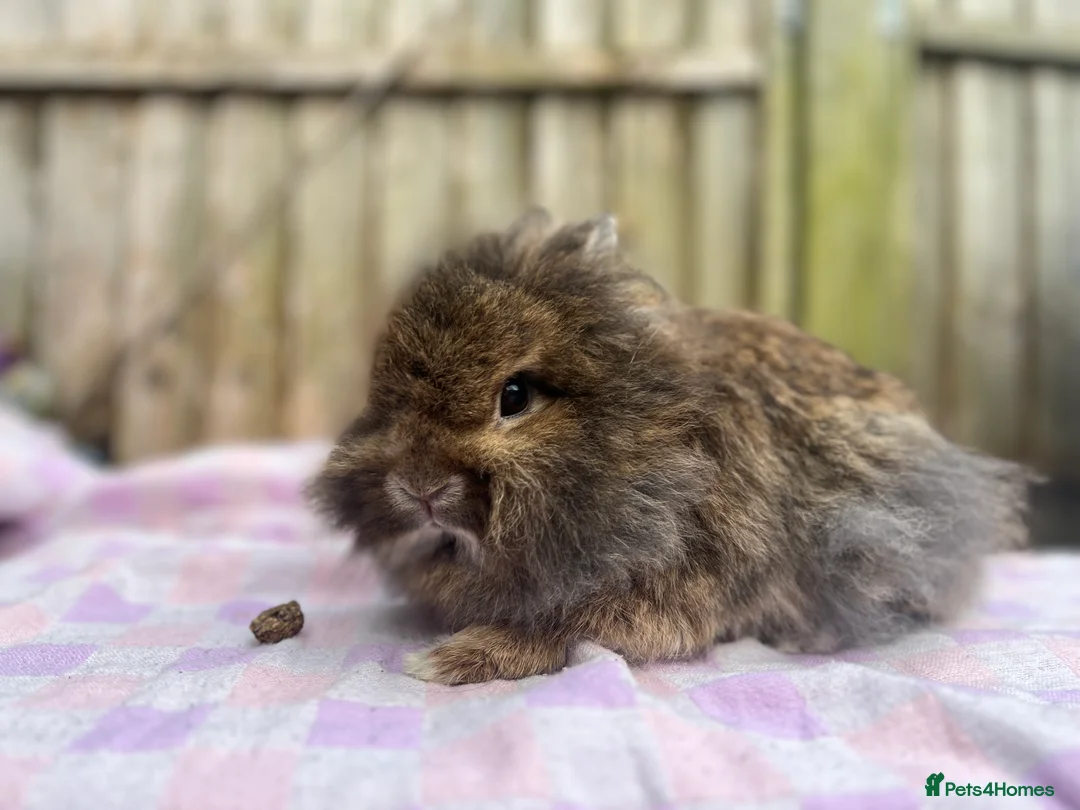 Mixed Breed rabbits for sale: Rabbits for sale various ages and prices in Reading - Advert 5