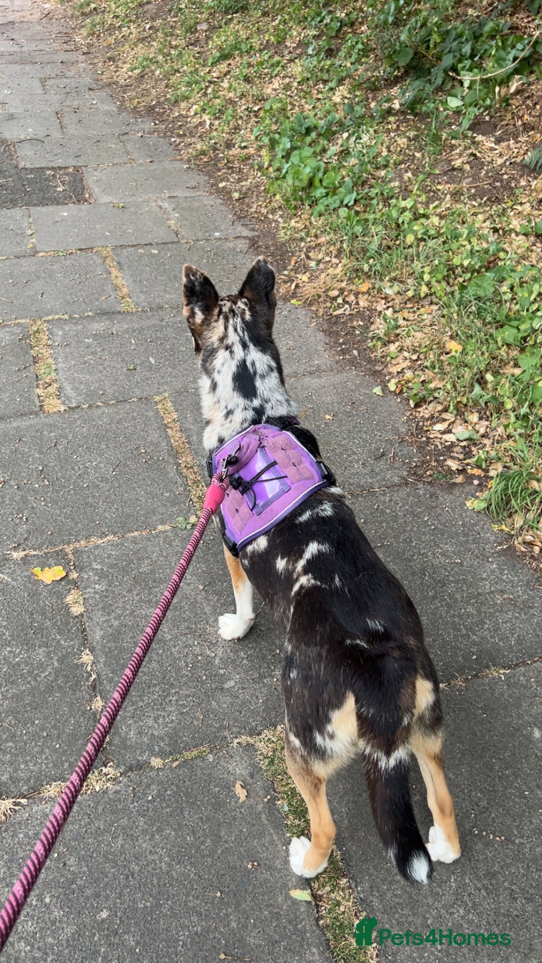 Mixed Breed dogs for sale: Husky cross bulldog needing a home  - Advert 2