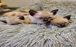 Siamese cats for sale: Old Style Siamese Kittens. Raised with love & care - Image 24