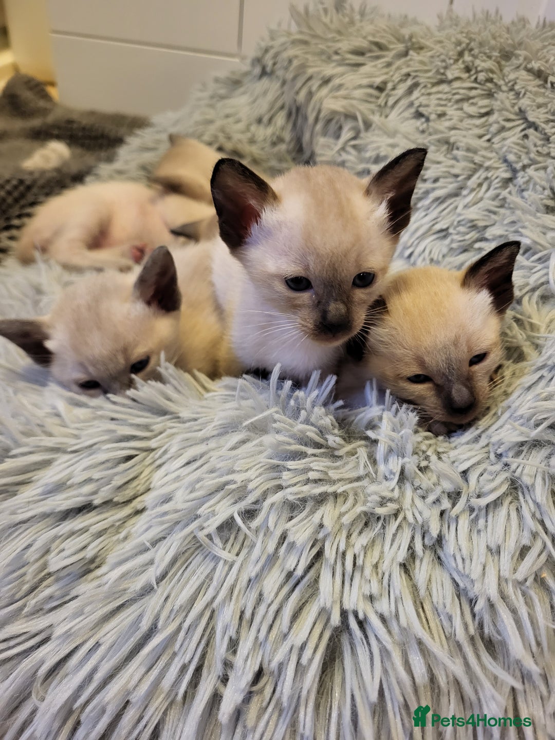 Siamese cats for sale: Old Style Siamese Kittens. Raised with love & care - Image 24