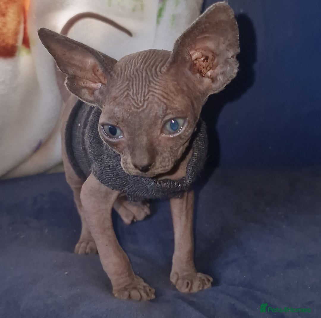 Sphynx cats for sale: Gorgeous Canadian Sphynx kittens - Image 10