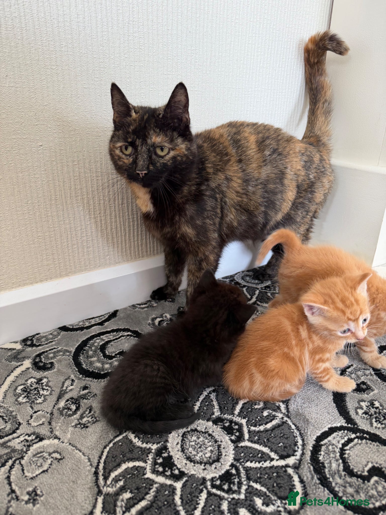 Mixed Breed cats Beautiful kittens really to go to forever homes🐱 - Advert 3