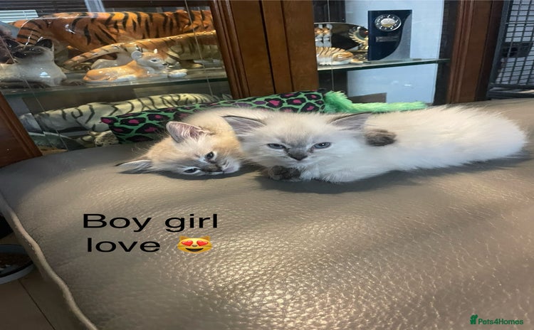 Ragdoll cats - Advert 4