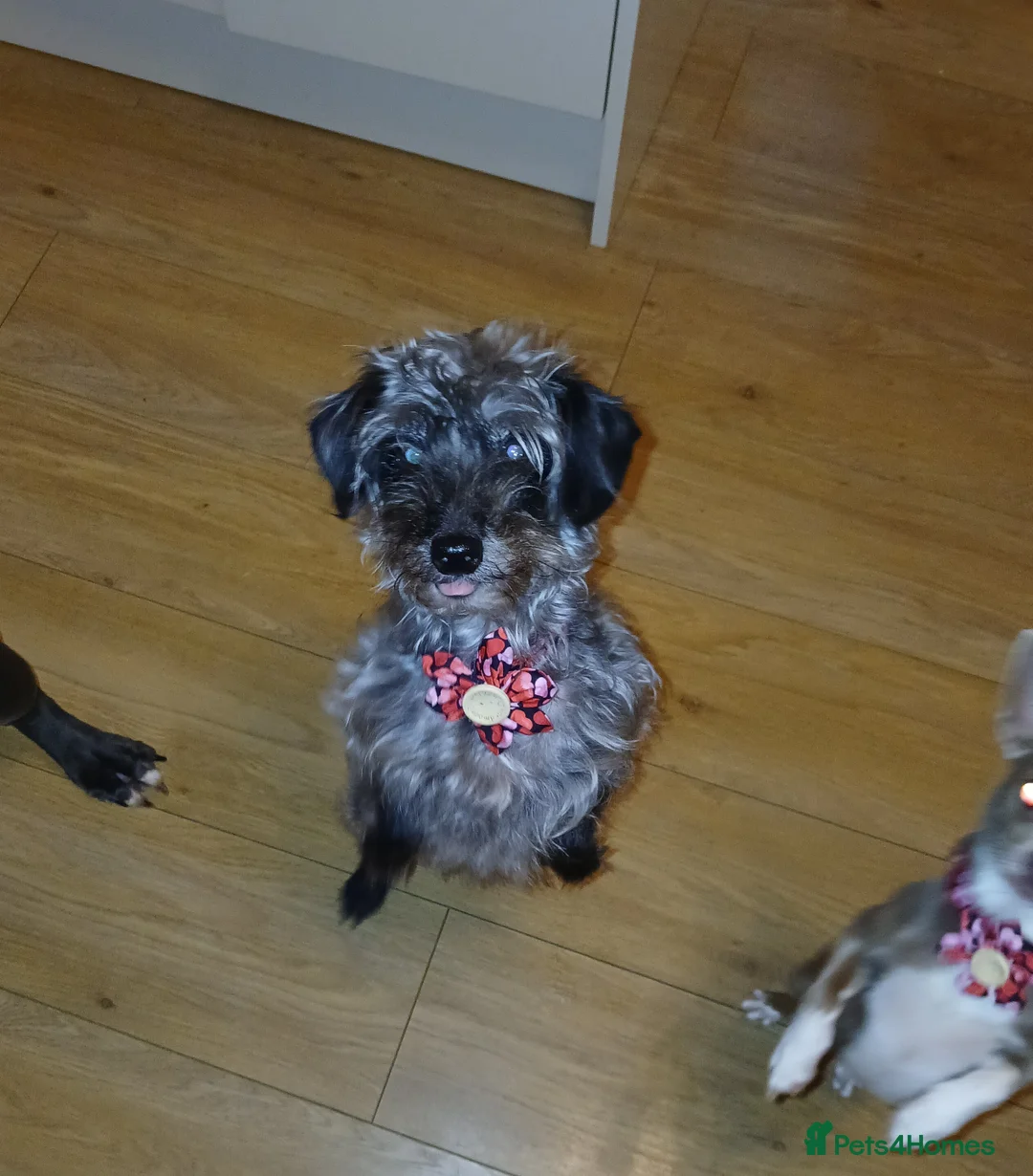 Jackapoo dogs for sale: 🌈 Gorgeous Rainbow Jackapoo Puppies in Newcastle upon Tyne - Advert 9