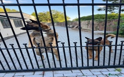 Belgian Shepherd Dog dogs for sale: 9 Month old Two Belgian Malinois Pups (Brothers) - Image 12