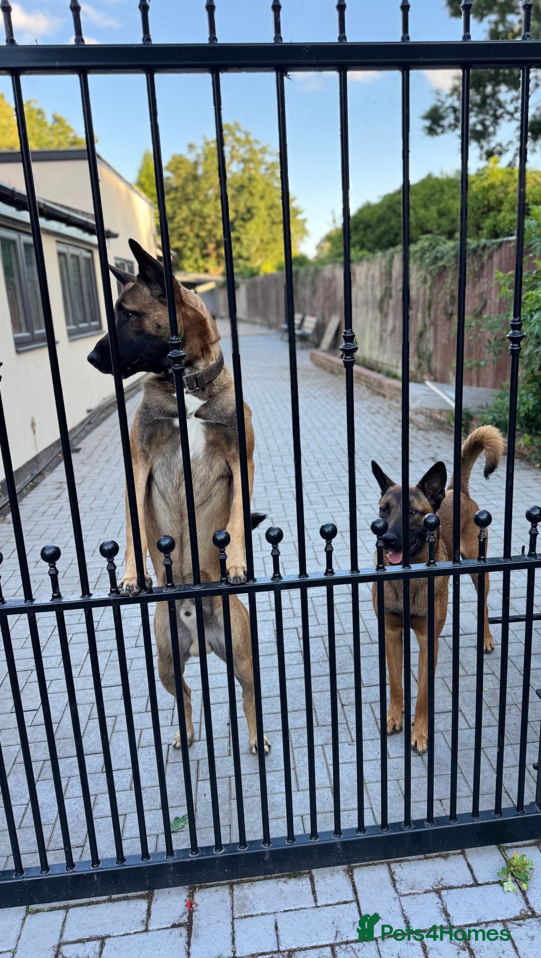 Belgian Shepherd Dog dogs for sale: 9 Month old Two Belgian Malinois Pups (Brothers) - Image 12