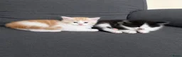 Maine Coon cats for sale: ¾ Maine coon kittens  - Advert 7