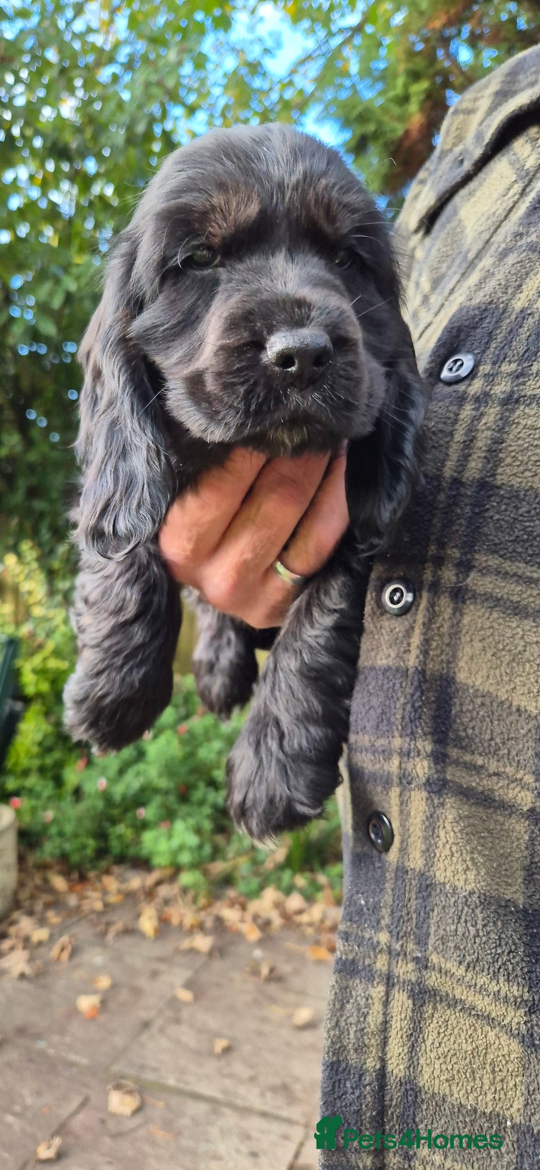 Cocker Spaniel dogs for sale: READY NOW A stunning litter of spaniels  - Advert 22