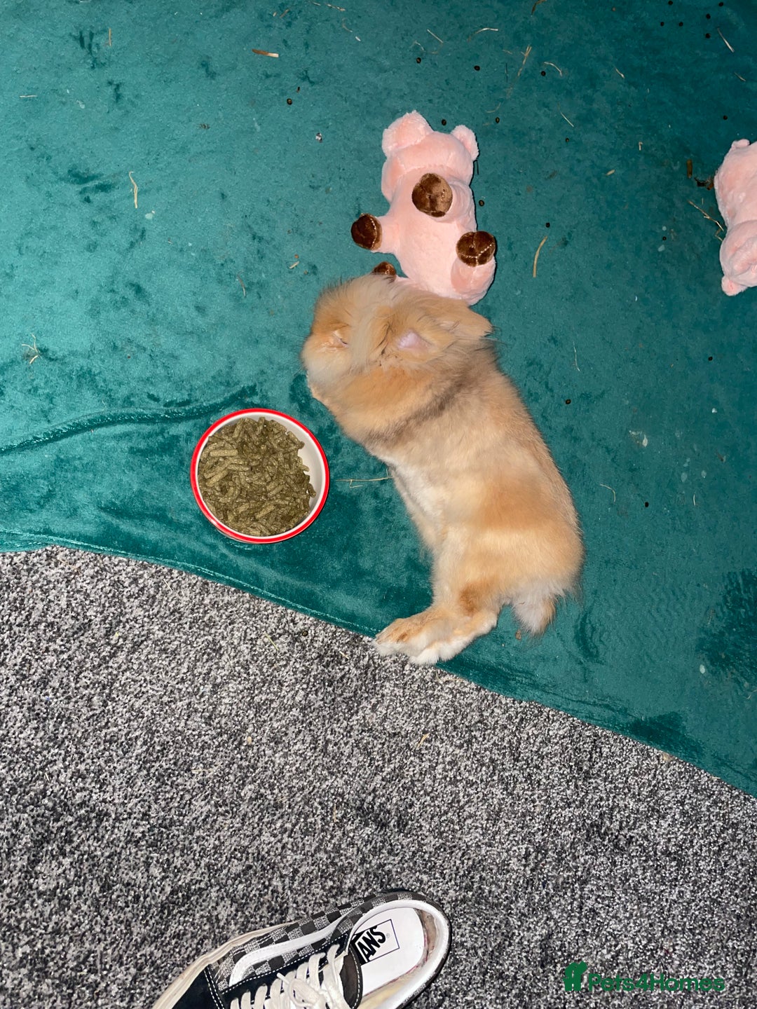 Lionhead rabbits for sale: Scrappy - Advert 3