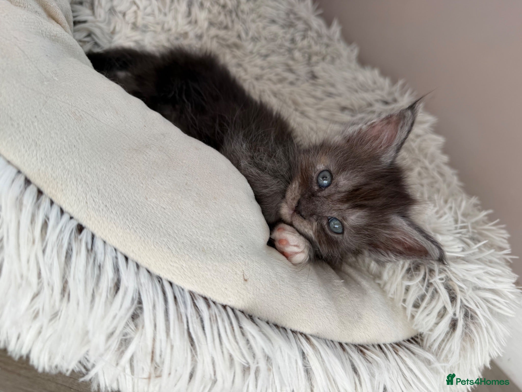 Maine Coon cats LAST AVAILABLE Moons Maines Maine Coon Kittens  - Advert 1