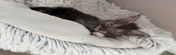 Maine Coon cats for sale: LAST AVAILABLE Moons Maines Maine Coon Kittens  - Advert 4