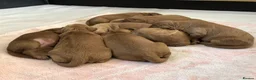 Mini Goldendoodle dogs for sale: Fox Red F1 Miniature Goldendoodle 100% DNA Clear - Advert 17