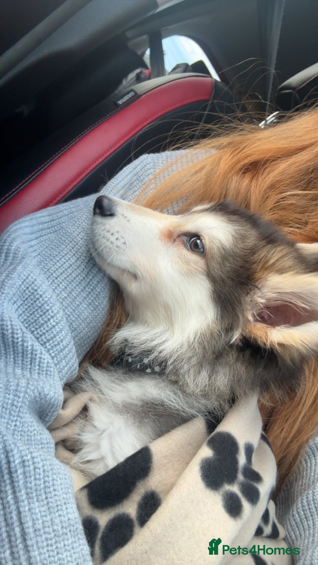 Mixed Breed dogs for sale: Alaskan malamute x German shepherd  - Advert 1