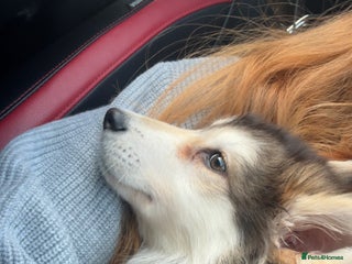 Mixed Breed dogs Alaskan malamute x German shepherd - Advert 18