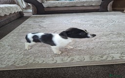 Mixed Breed dogs for sale: Jackahuahua - Image 12