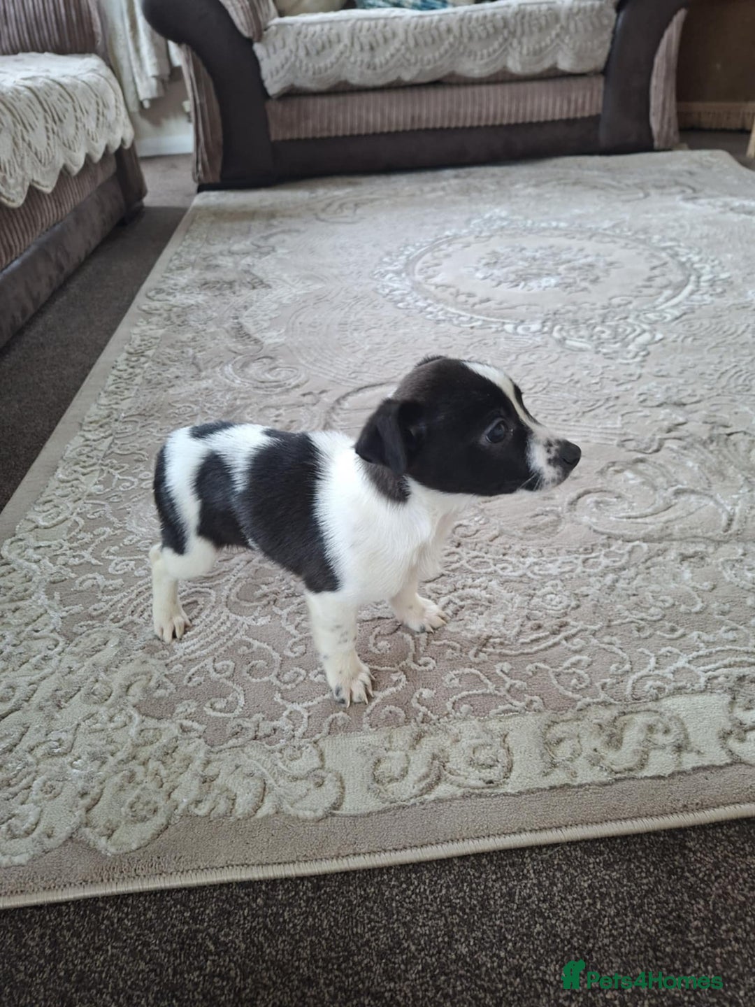 Mixed Breed dogs for sale: Jackahuahua - Image 12