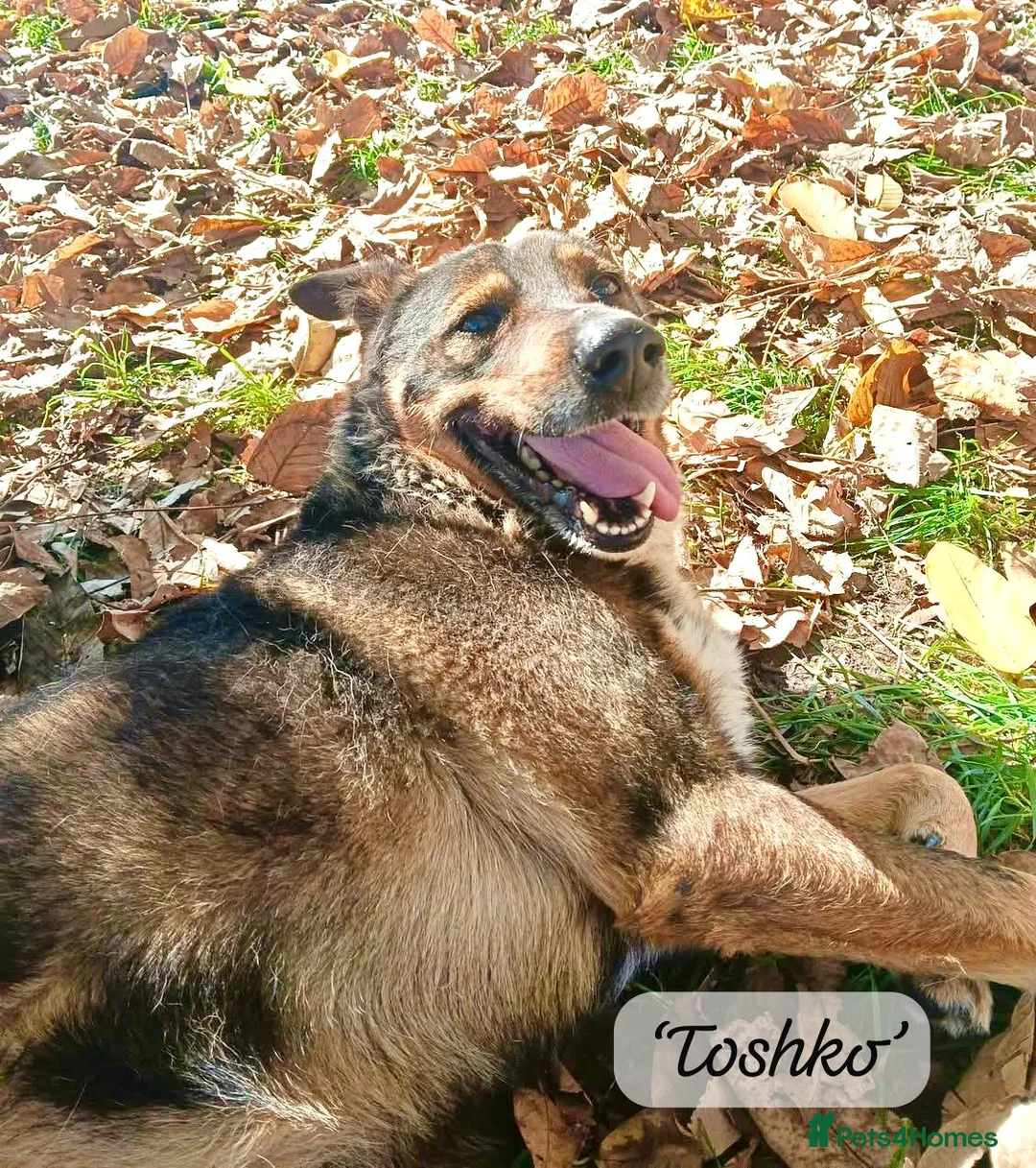 Mixed Breed dogs for adoption: Toshko, approx 10 yrs. Available for adoption. - Advert 12