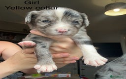 Mixed Breed dogs for sale: Borderlier - Image 2