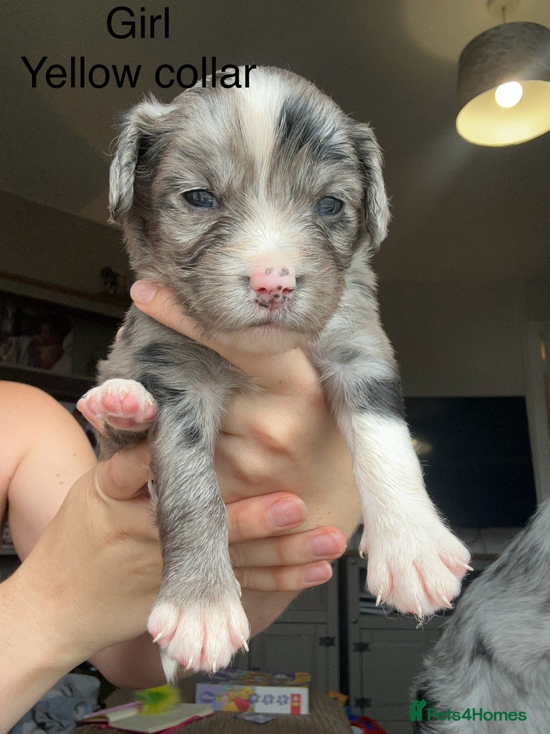 Mixed Breed dogs for sale: Borderlier - Image 2