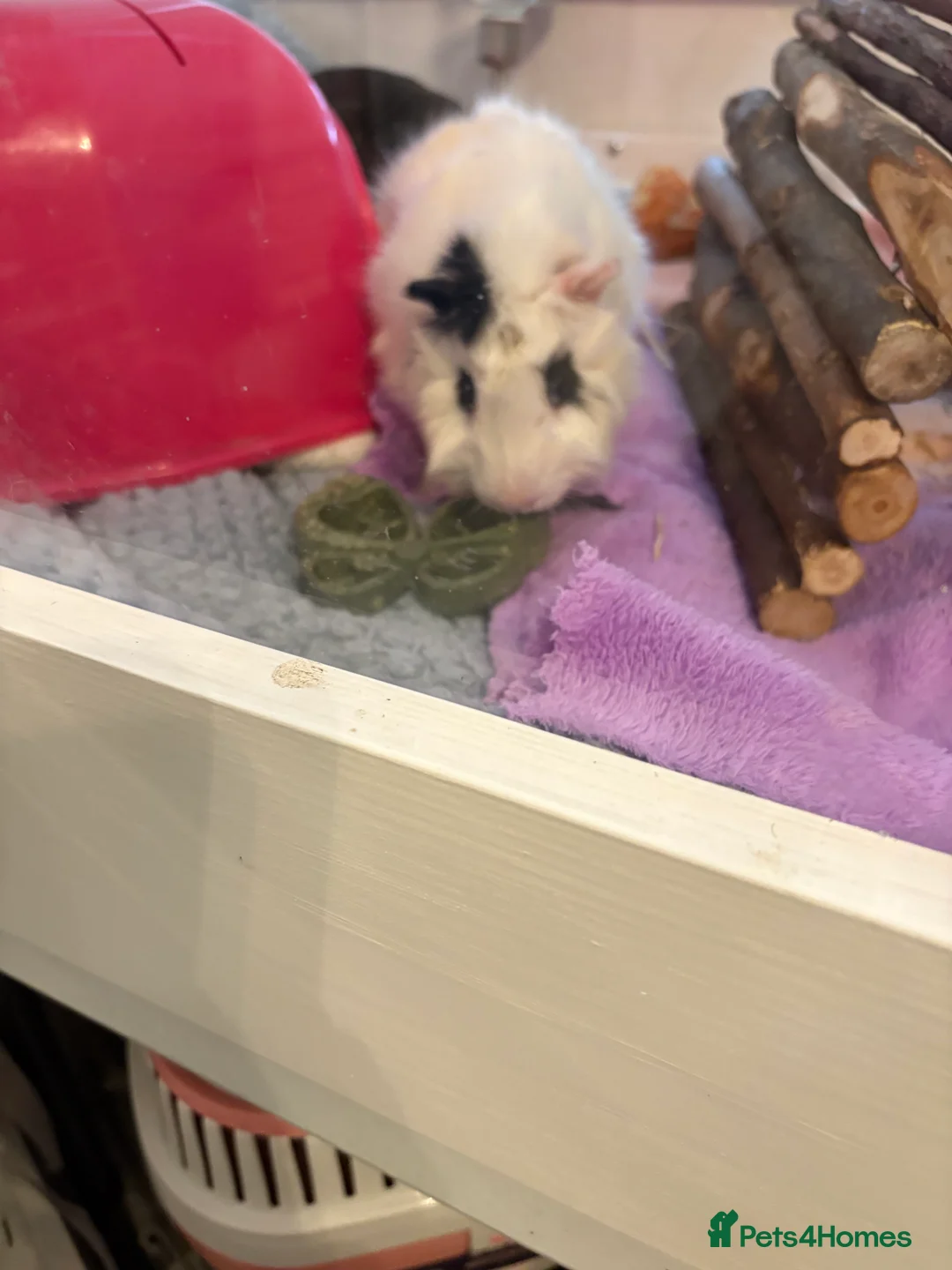 Guinea Pig rodents for sale: Milo and Max looking for a new home in Dartford - Advert 7