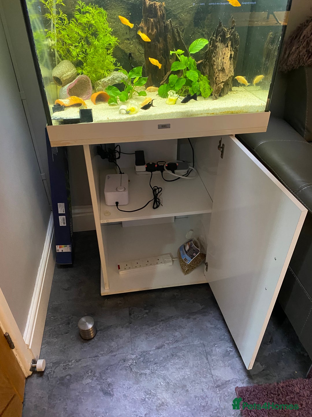Catfish fish for sale: Complete fish tank set up with fish - Advert 6