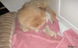 Pomeranian dogs for sale: Beautiful pure Pomeranians tiny babys - Advert 4