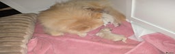 Pomeranian dogs for sale: Beautiful tiny Pomeranian girls  ONE LEFT  - Advert 12