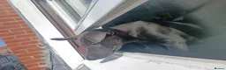 Mixed Breed dogs for sale: Belgian Malinois Male  in London - Advert 3