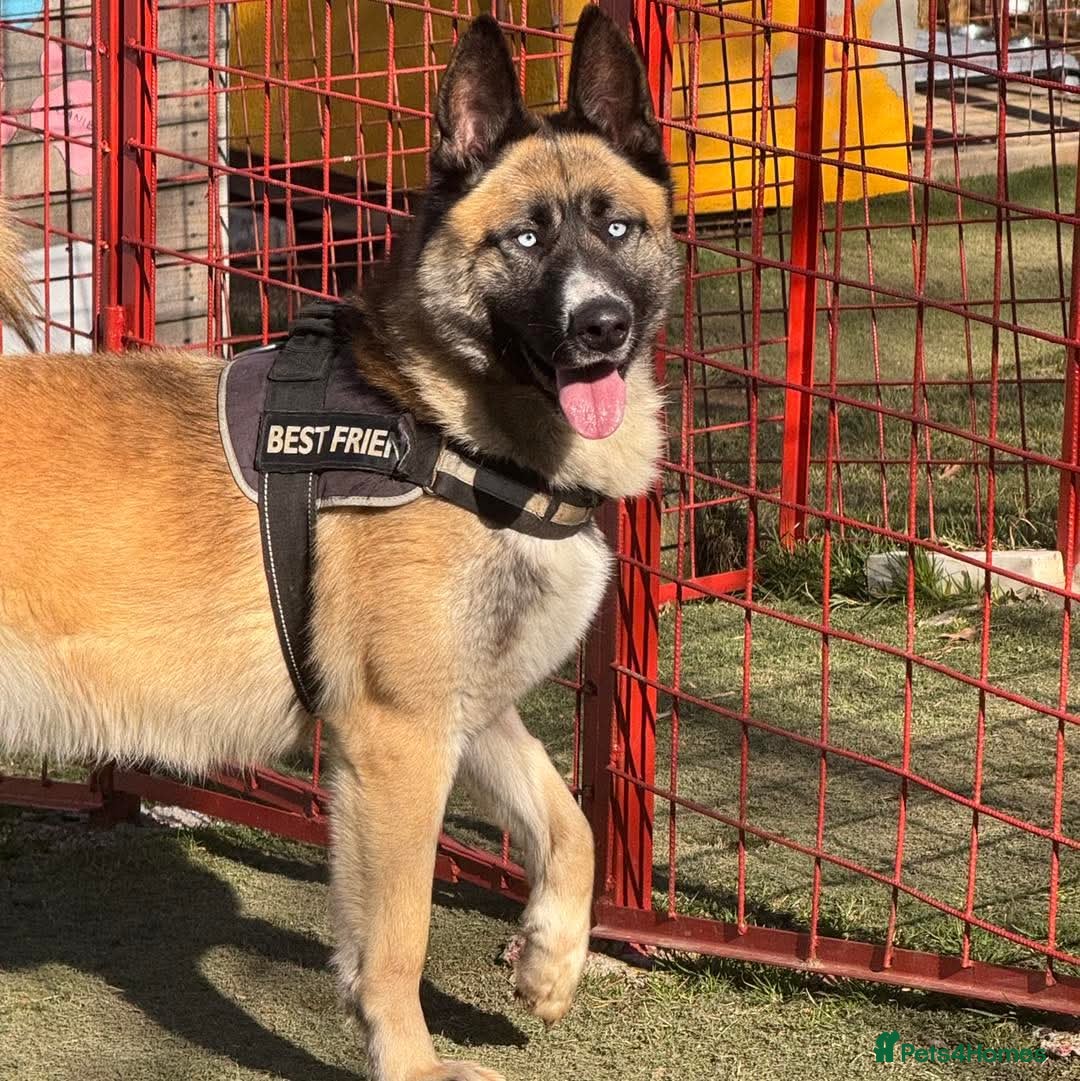 Mixed Breed dogs for adoption:  RONI  - Image 3