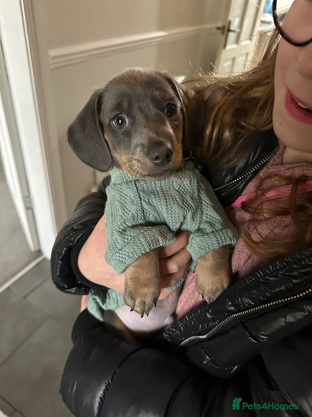 Dachshund dogs for sale: Beautiful litter of 3 KC Reg - Advert 1