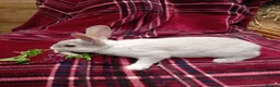 Rex rabbits for sale: Beautiful mini rex babies - Advert 2