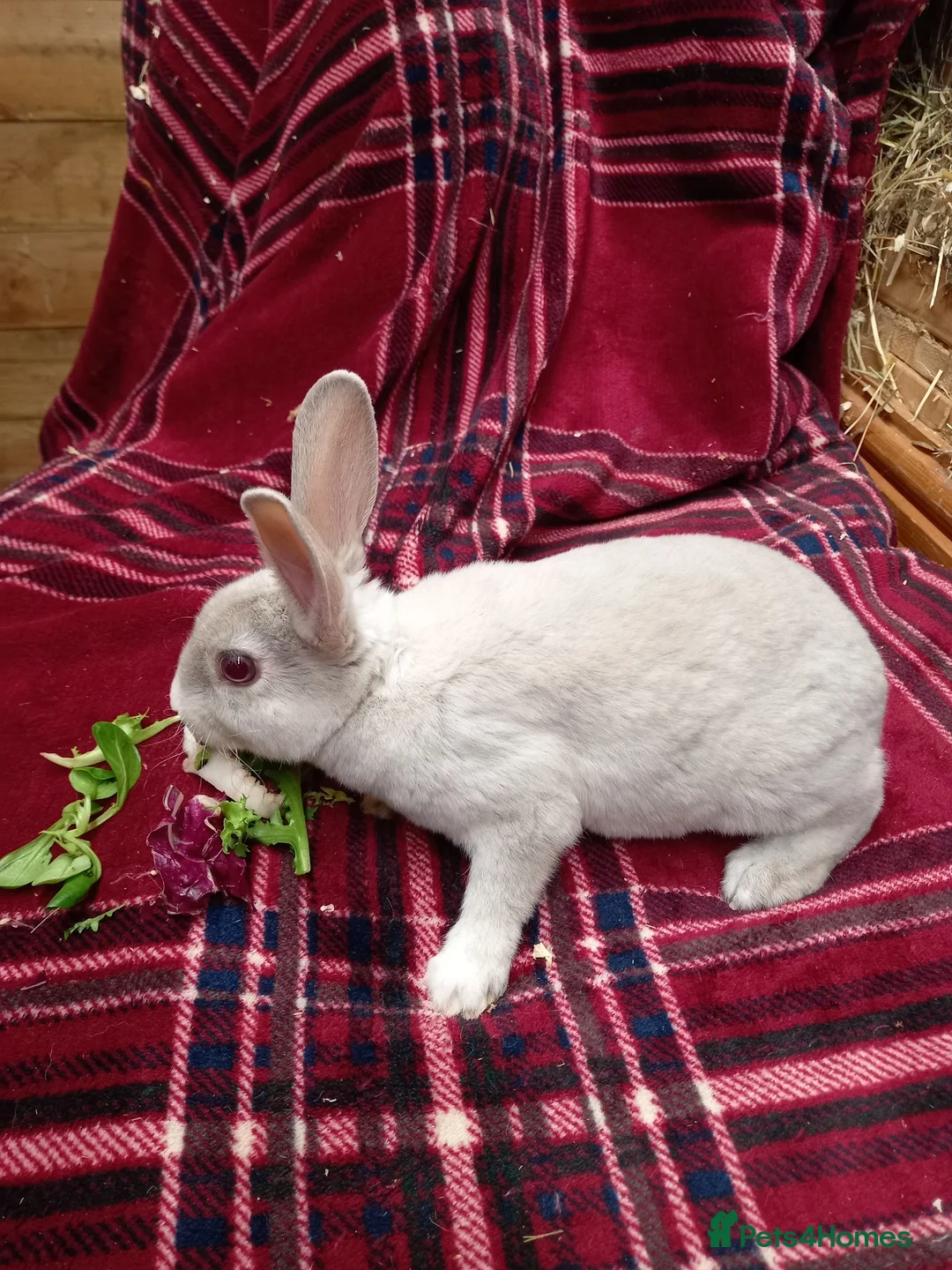 Rex rabbits for sale: Beautiful mini rex babies - Advert 2