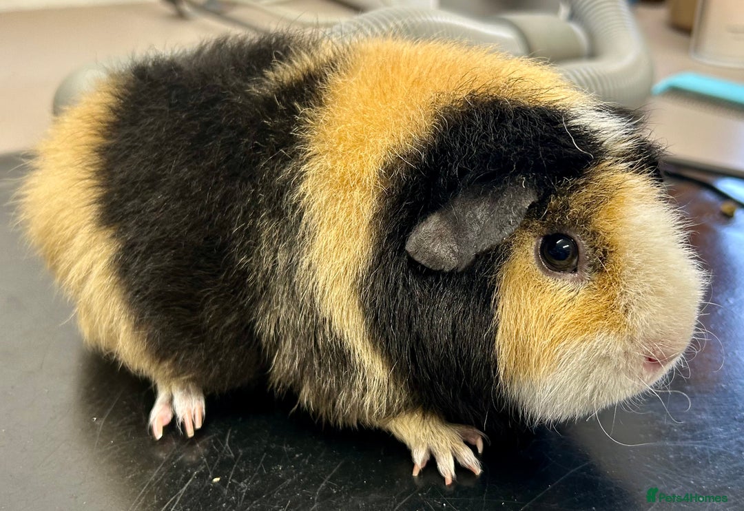 Guinea Pig rodents for sale: Teddy Sows Available  - Image 2
