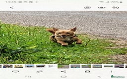 Mixed Breed dogs for sale: Stig  - Image 4