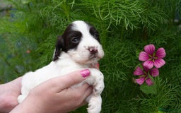 Cocker Spaniel dogs for sale: 4 male KC working cocker spaniel puppies - Image 9