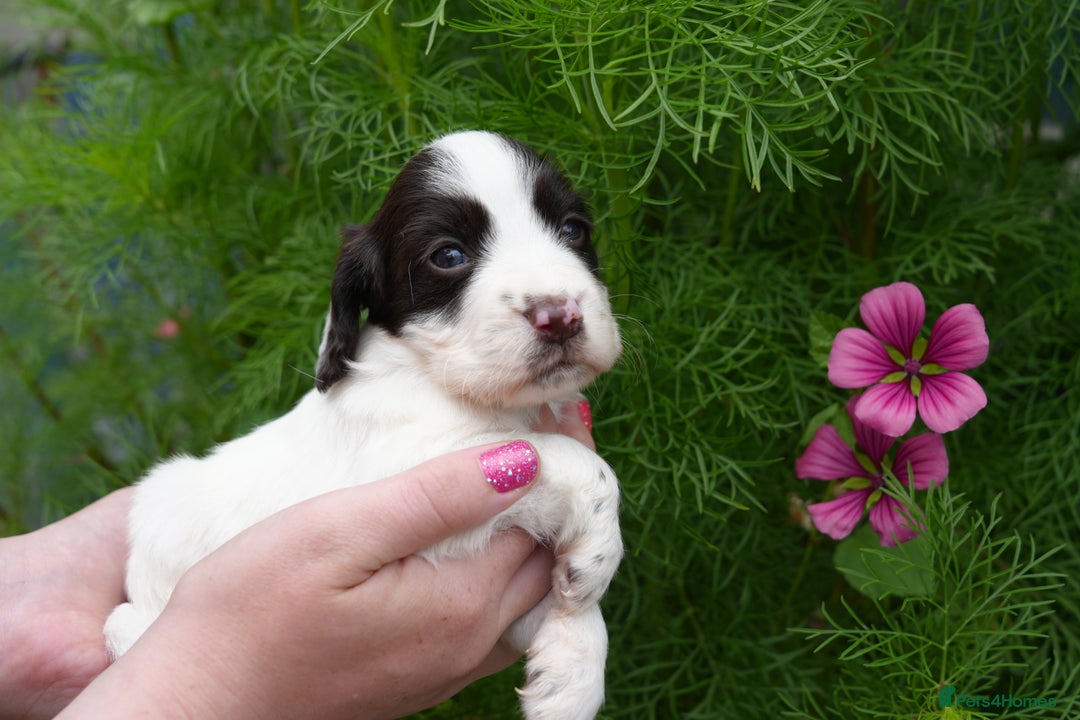 Cocker Spaniel dogs for sale: 4 male KC working cocker spaniel puppies - Image 9