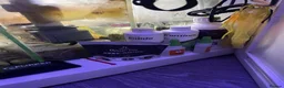 Goldfish fish for sale: reef marine fish tank  - Advert 9