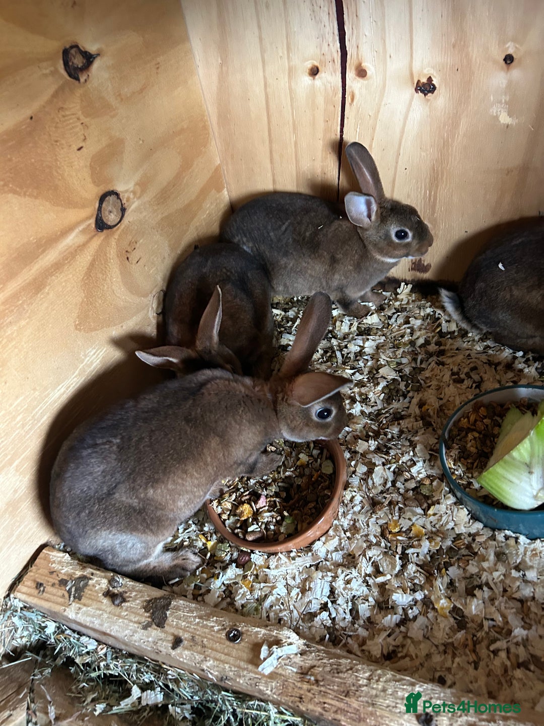 Rex rabbits for sale: Mini Caster rex - Image 3