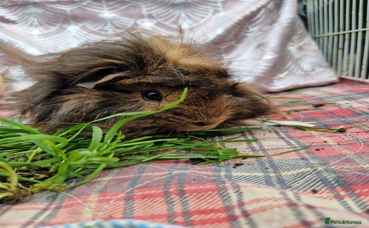 Guinea Pig rodents - Advert 7