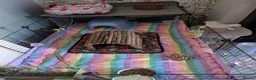 Guinea Pig rodents for sale: 4 bonded male guinea pigs - Advert 6