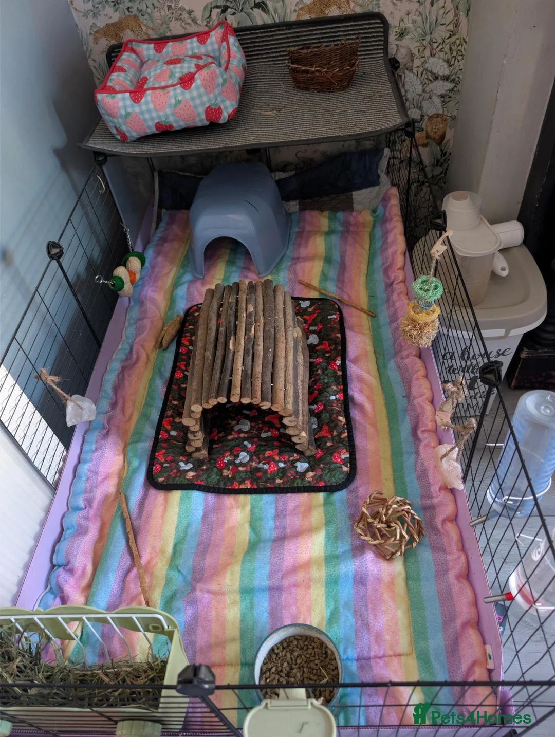 Guinea Pig rodents for sale: 4 bonded male guinea pigs - Advert 6