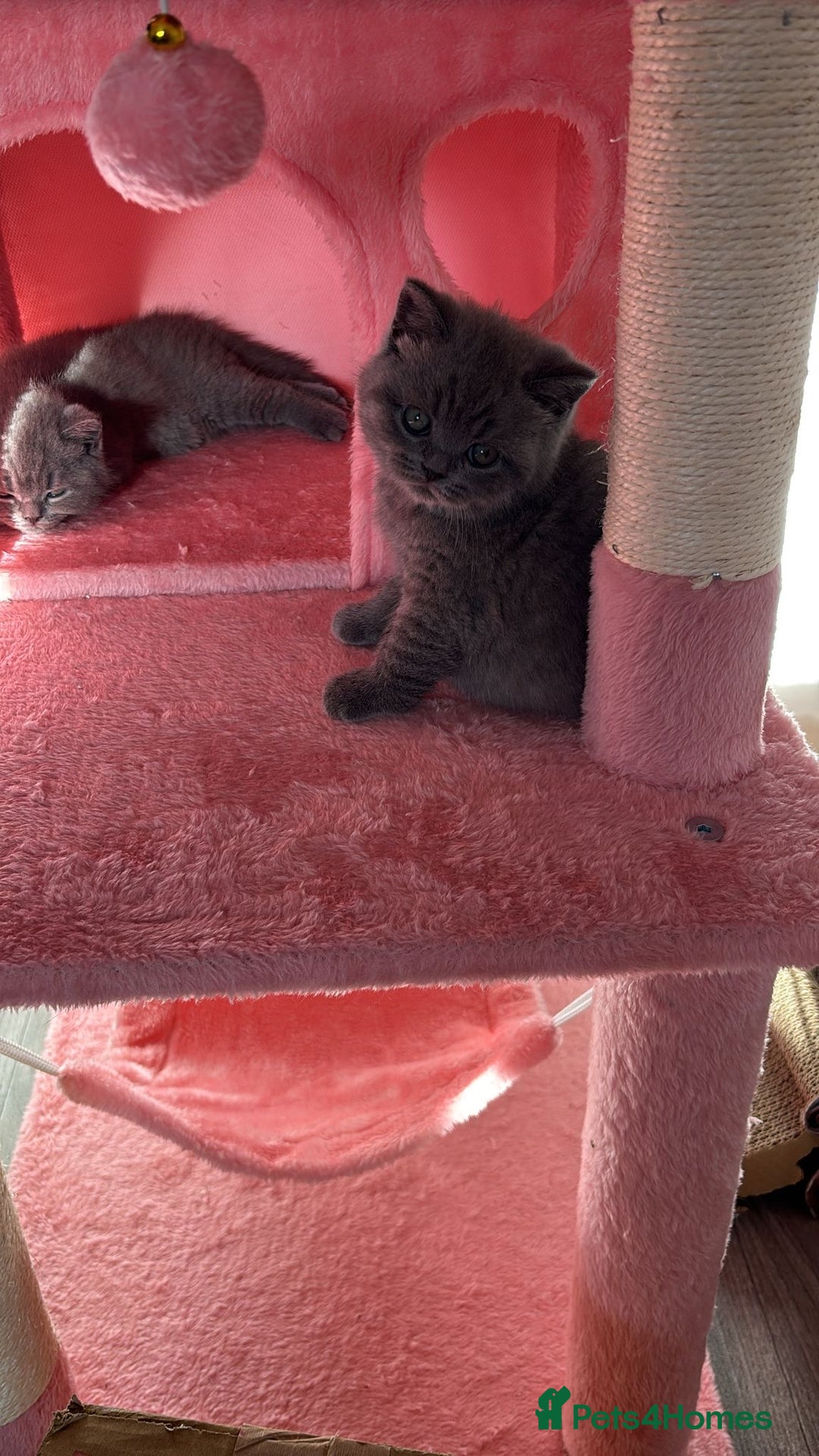 British Shorthair cats for sale: 🧸✨6 Chunky British Shorthair Kittens For Sale✨🧸 - Advert 24