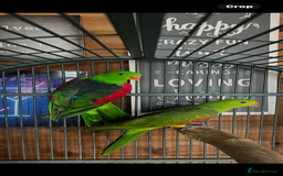 Parakeets birds for sale: Crimson wing parakeets  - Image 10