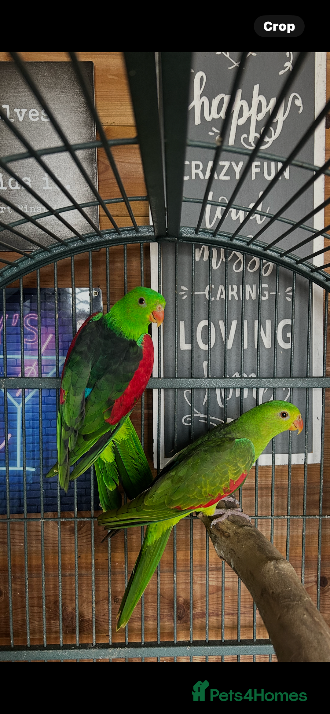 Parakeets birds for sale: Crimson wing parakeets  - Image 10
