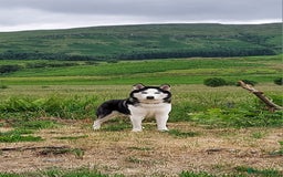Siberian Husky dogs for stud: Siberian Husky for Stud in Glasgow - Image 5