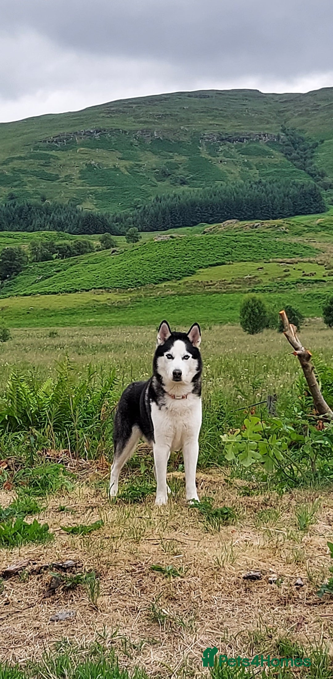Siberian Husky dogs for stud: Siberian Husky for Stud in Glasgow - Image 5